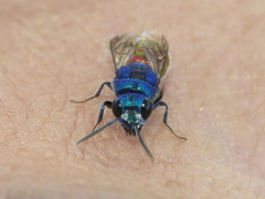 Chrysis cerastes
