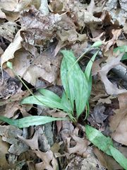 Erythronium