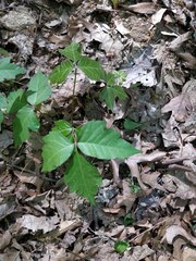 Toxicodendron radicans