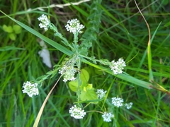 Lepidium heterophyllum