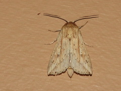 Mythimna decisissima