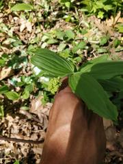 Maianthemum racemosum
