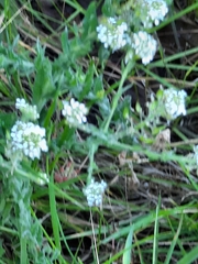 Lepidium heterophyllum
