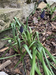 Muscari