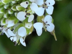 Lepidium heterophyllum