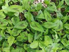 Persicaria virginiana