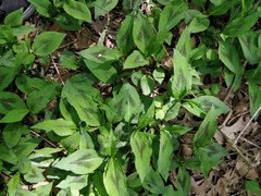 Persicaria virginiana