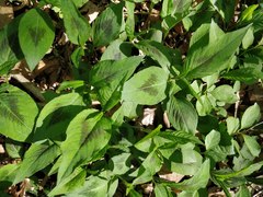 Persicaria virginiana