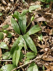 Erythronium americanum