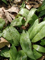 Erythronium americanum