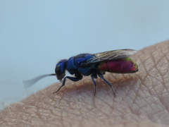 Chrysis cerastes