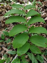 Maianthemum racemosum