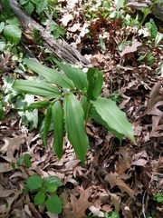 Maianthemum racemosum