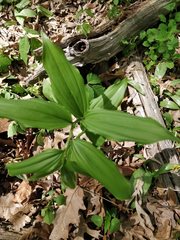 Maianthemum racemosum