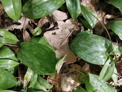 Erythronium americanum