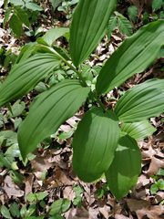 Maianthemum racemosum