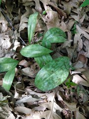 Erythronium americanum