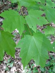 Acer rubrum