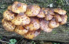 Pholiota glutinosa
