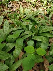 Erythronium americanum