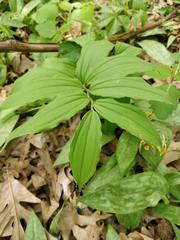 Maianthemum racemosum
