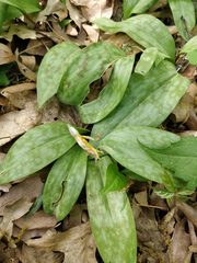Erythronium americanum