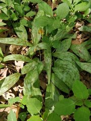 Erythronium americanum