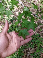 Liquidambar styraciflua