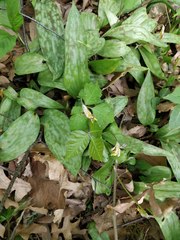 Erythronium americanum