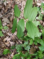 Maianthemum racemosum