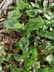 Persicaria virginiana