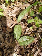 Erythronium americanum