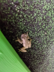 Litoria quiritatus