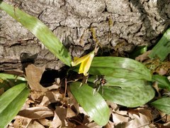 Erythronium americanum