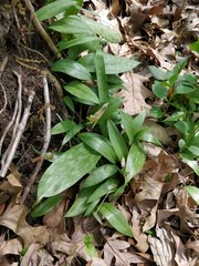 Erythronium americanum