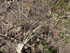 Pseudobombax palmeri