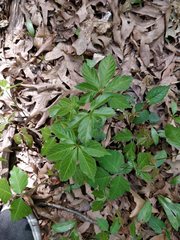 Parthenocissus