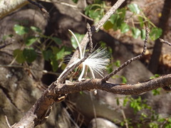Pseudobombax palmeri