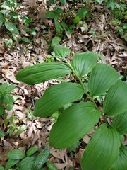 Maianthemum racemosum