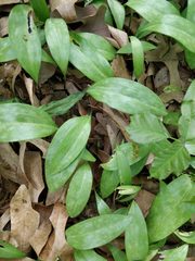 Erythronium americanum