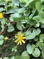 Ficaria verna