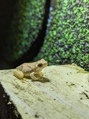 Litoria quiritatus