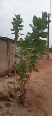 Calotropis procera image