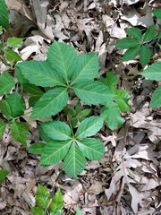 Parthenocissus
