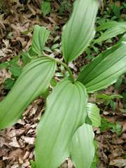 Maianthemum racemosum