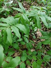 Maianthemum racemosum