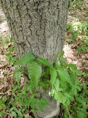Toxicodendron radicans