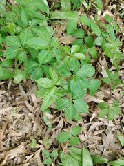 Parthenocissus