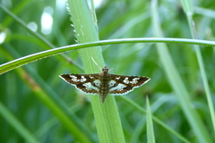 Sameodes