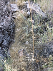 Cirsium mohavense